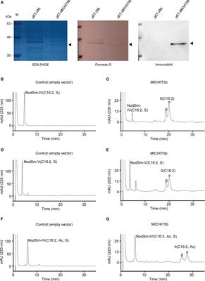 The Medicago truncatula hydrolase MtCHIT5b degrades Nod factors of Sinorhizobium meliloti and cooperates with MtNFH1 to regulate the nodule symbiosis